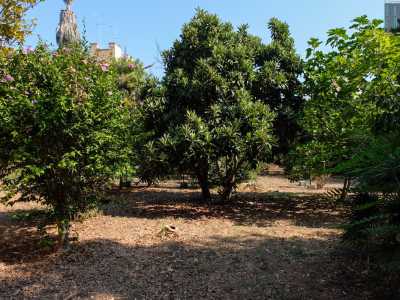 ...alberi di prugne e agrumi, cycas, ulivi...